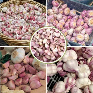 1 Pound French Mix Garlic Bulbs - Ready to Grow or Culinary Use - Image 4