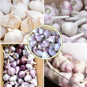 1 Pound French Mix Garlic Bulbs - Ready to Grow or Culinary Use - Image 5