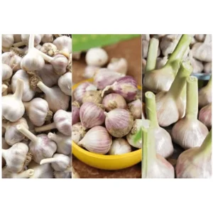 1 Pound Garlic Cloves for Planting - Allium sativum Bulbs - Hardneck, Mixcolor - Image 6