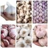 1 Pound Garlic Cloves for Planting - Allium sativum Bulbs - Hardneck, Mixcolor - Image 1
