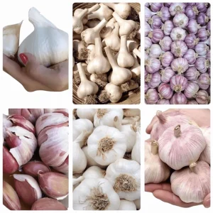 1 Pound Garlic Cloves for Planting - Allium sativum Bulbs - Hardneck, Mixcolor - Image 1