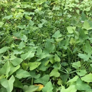 10 Beauregard Sweet Potato Slips - Organic Sweet Potato Cuttings - Image 2