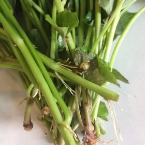 10 Beauregard Sweet Potato Slips - Organic Sweet Potato Cuttings - Image 4