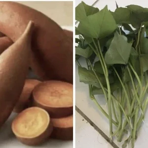 10 Beauregard Sweet Potato Slips - Organically Grown Live Plant Cuttings - Image 2