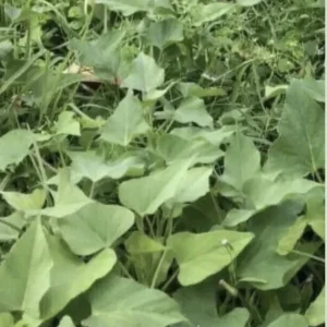 10 Beauregard Sweet Potato Slips - Organically Grown Live Plant Cuttings - Image 4