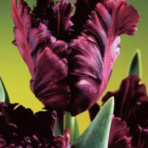 10 Black Parrot Tulip Bulbs - Deep Purple Fringed Perennial Flowers for Garden - Image 2