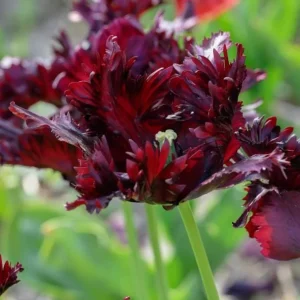 10 Black Parrot Tulip Bulbs - Deep Purple Fringed Perennial Flowers for Garden - Image 3