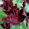 10 Black Parrot Tulip Bulbs - Deep Purple Fringed Perennial Flowers for Garden - Image 1