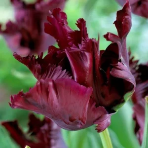 10 Black Parrot Tulip Bulbs - Deep Purple Fringed Perennial Flowers for Garden - Image 1