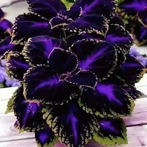 10+ Black Purple Coleus Seeds – Bold Foliage Plant – Easy-to-Grow - Image 3