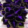 10+ Black Purple Coleus Seeds – Bold Foliage Plant – Easy-to-Grow - Image 1