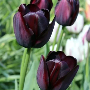 10 Black Queen of the Night Tulip Bulbs - Deep Purple to Black Flowers Perennial for Garden - Image 2