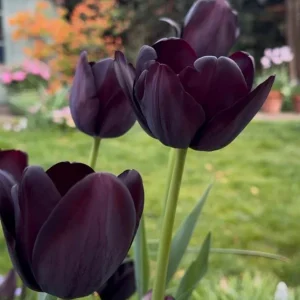 10 Black Queen of the Night Tulip Bulbs - Deep Purple to Black Flowers Perennial for Garden - Image 3