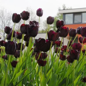 10 Black Queen of the Night Tulip Bulbs - Deep Purple to Black Flowers Perennial for Garden - Image 4