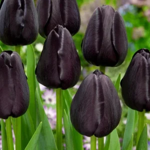 10 Black Queen of the Night Tulip Bulbs - Deep Purple to Black Flowers Perennial for Garden - Image 6