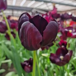 10 Black Queen of the Night Tulip Bulbs - Deep Purple to Black Flowers Perennial for Garden - Image 7