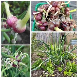 10 Egyptian Walking Onion Seeds - Perennial, Hardy, Easy-to-Grow - Image 3