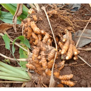 10 Fresh Turmeric Rhizomes - Curcuma Longa for Planting, Herb Tubers - Image 2