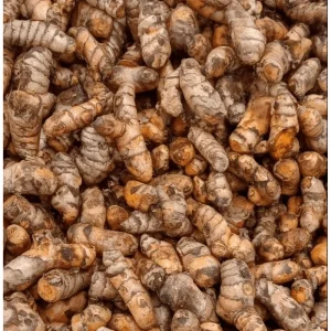 10 Fresh Turmeric Rhizomes - Curcuma Longa for Planting, Herb Tubers - Image 4