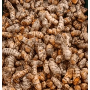 10 Fresh Turmeric Rhizomes - Curcuma Longa for Planting, Herb Tubers - Image 5