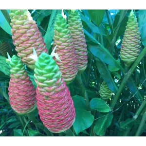 10 Hawaiian Awapuhi Shampoo Ginger Rhizomes - Zingiber Zerumbet Bulbs for Indoor/Outdoor Planting - Image 2