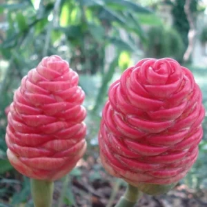 10 Hawaiian Awapuhi Shampoo Ginger Rhizomes - Zingiber Zerumbet Bulbs - Image 8