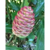 10 Hawaiian Awapuhi Shampoo Ginger Rhizomes - Zingiber Zerumbet Bulbs for Indoor/Outdoor Planting - Image 1