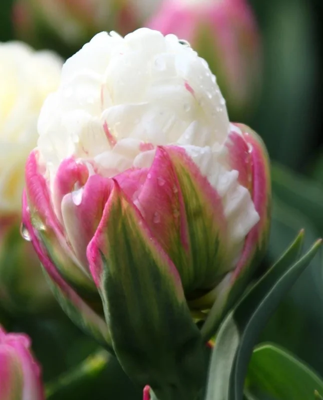10 Ice Cream Tulip Bulbs - Pink & White Perennial Flower Bulbs for Planting - Image 2