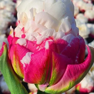10 Ice Cream Tulip Bulbs - Pink & White Perennial Flower Bulbs for Planting - Image 3