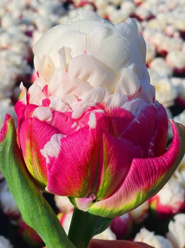 10 Ice Cream Tulip Bulbs - Pink & White Perennial Flower Bulbs for Planting - Image 3