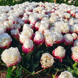 10 Ice Cream Tulip Bulbs - Pink & White Perennial Flower Bulbs for Planting - Image 4