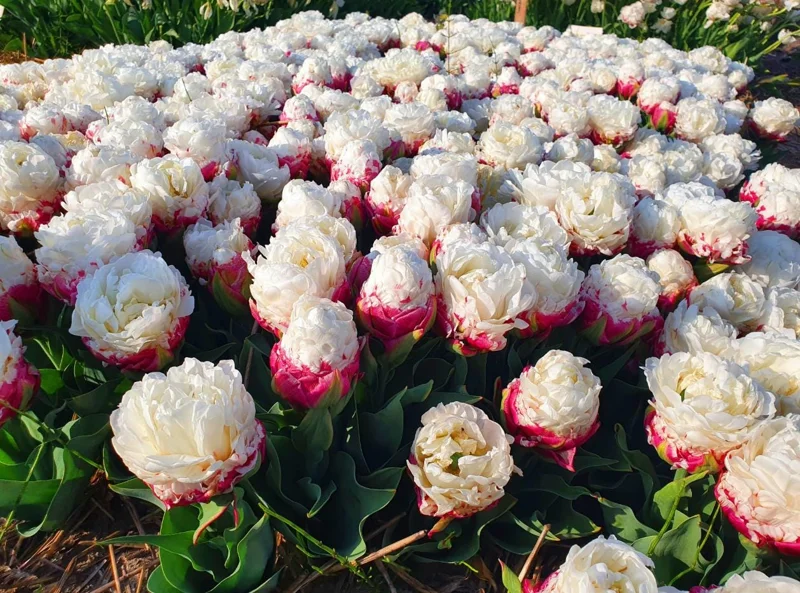 10 Ice Cream Tulip Bulbs - Pink & White Perennial Flower Bulbs for Planting - Image 4