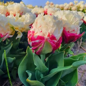 10 Ice Cream Tulip Bulbs - Pink & White Perennial Flower Bulbs for Planting - Image 5