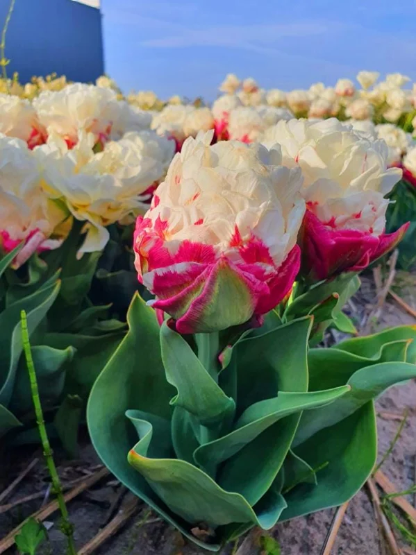 10 Ice Cream Tulip Bulbs - Pink & White Perennial Flower Bulbs for Planting - Image 5