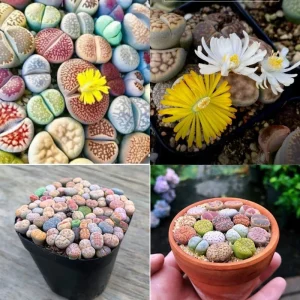 10 Lithops Live Plants - Mixed Living Stones Succulents for Indoor Garden - Image 1