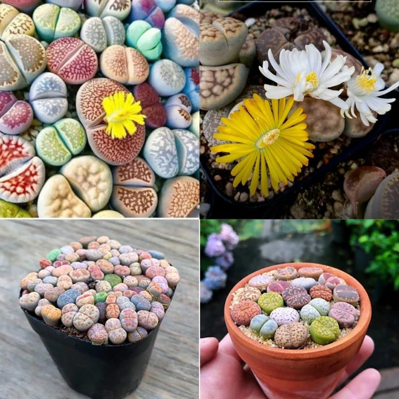 10 Lithops Live Plants - Mixed Living Stones Succulents for Indoor Garden - Image 1
