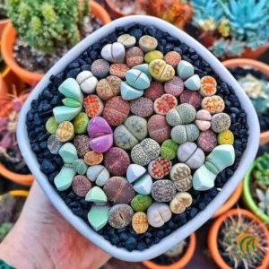 10 Lithops Live Plants - Mixed Living Stones Succulents for Indoor Garden - Image 2