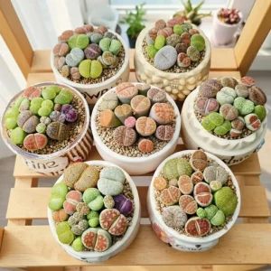 10 Lithops Live Plants - Mixed Living Stones Succulents for Indoor Garden - Image 3