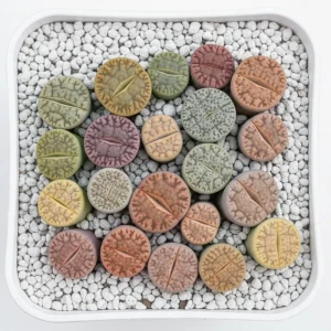 10 Lithops Live Plants - Mixed Living Stones Succulents for Indoor Garden - Image 4