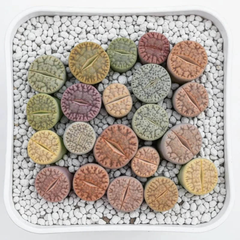 10 Lithops Live Plants - Mixed Living Stones Succulents for Indoor Garden - Image 4