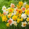 10 Mixed Daffodil Bulbs - Narcissus for Spring Gardens & Containers - Image 1