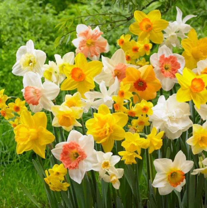 10 Mixed Daffodil Bulbs - Narcissus for Spring Gardens & Containers - Image 1