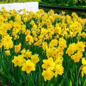 10 Mixed Daffodil Bulbs - Narcissus for Spring Gardens & Containers - Image 3
