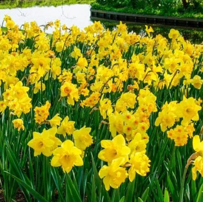 10 Mixed Daffodil Bulbs - Narcissus for Spring Gardens & Containers - Image 3
