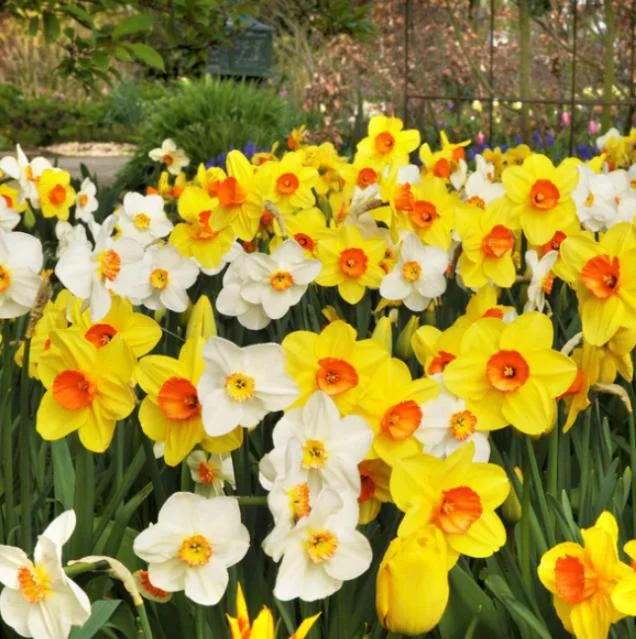 10 Mixed Daffodil Bulbs - Narcissus for Spring Gardens & Containers - Image 4