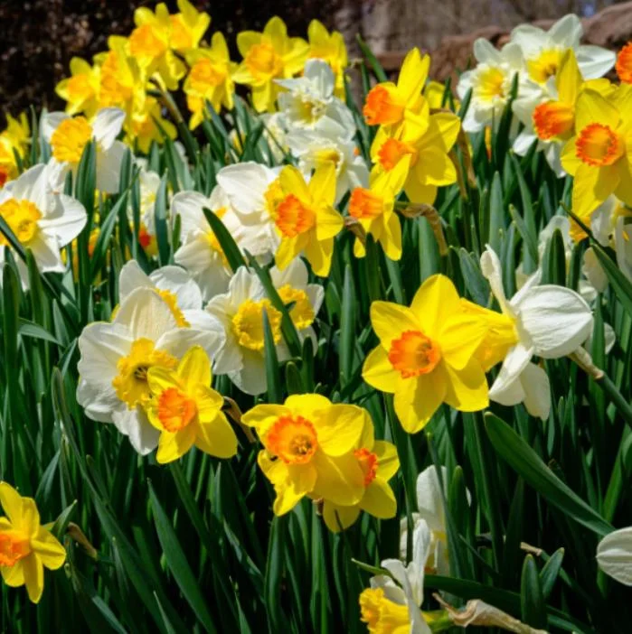 10 Mixed Daffodil Bulbs - Narcissus for Spring Gardens & Containers - Image 5