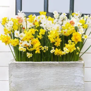 10 Mixed Daffodil Bulbs - Narcissus for Spring Gardens & Containers - Image 6
