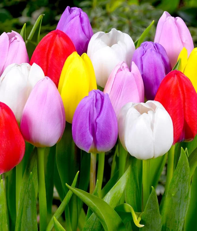 10 Mixed Tulip & Daffodil Bulbs - Spring Blooming Flower Mix for Garden & Containers - Image 2