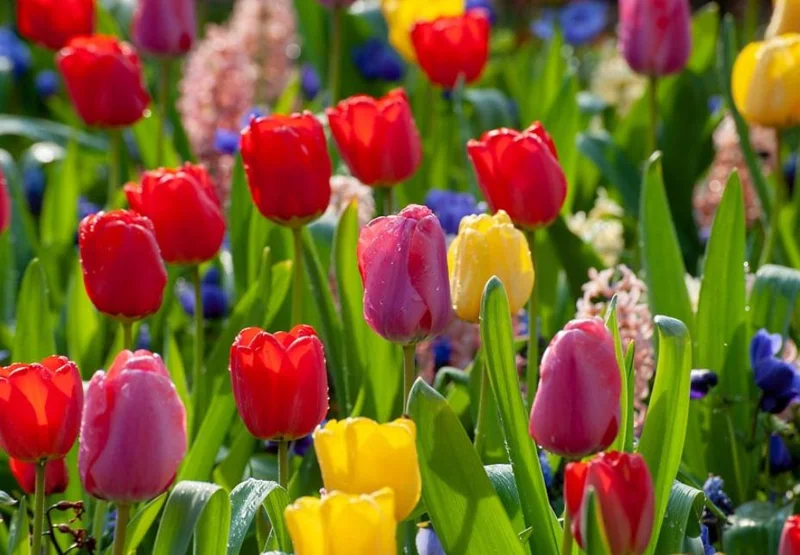 10 Mixed Tulip & Daffodil Bulbs - Spring Blooming Flower Mix for Garden & Containers - Image 3