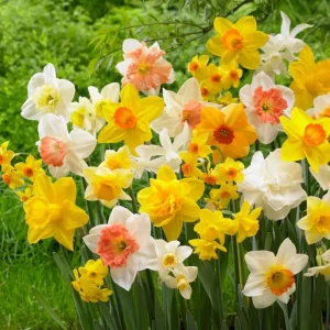 10 Mixed Tulip & Daffodil Bulbs - Spring Blooming Flower Mix for Garden & Containers - Image 4